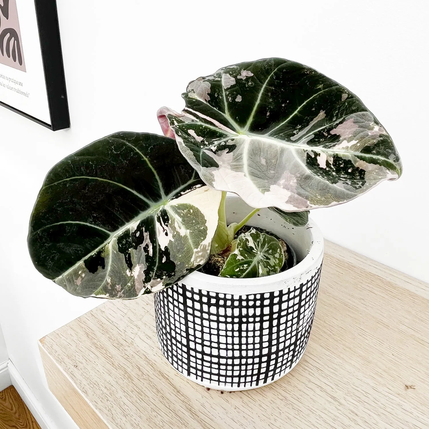 15 - 20 Variegated Alocasia Black Velvet 10.5cm Pot Houseplant