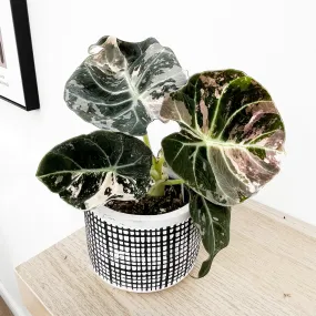 15 - 20 Variegated Alocasia Black Velvet 10.5cm Pot Houseplant