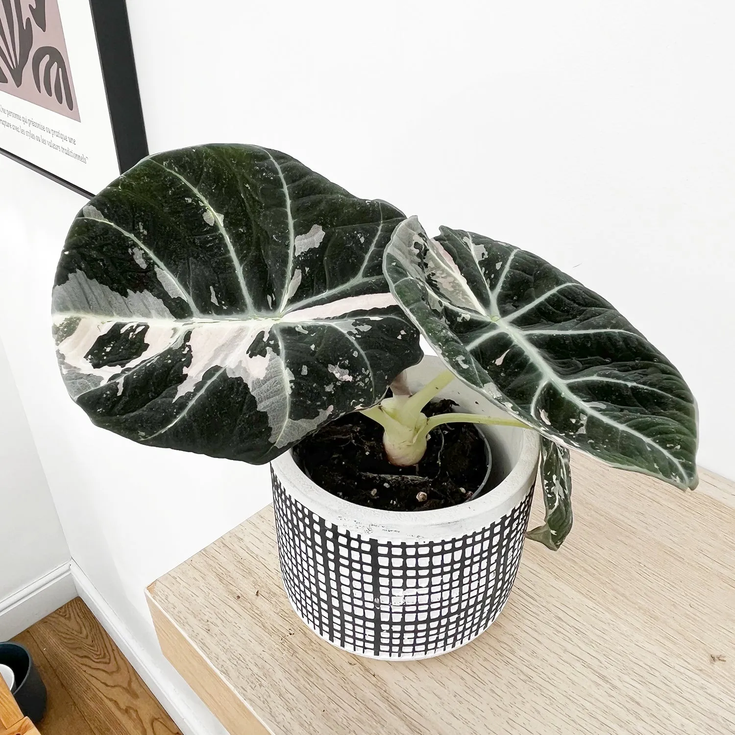 15 - 20 Variegated Alocasia Black Velvet 10.5cm Pot Houseplant