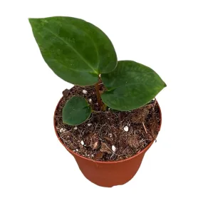 15cm Anthurium Papillilaminum 10,5 cm Pot House Plant